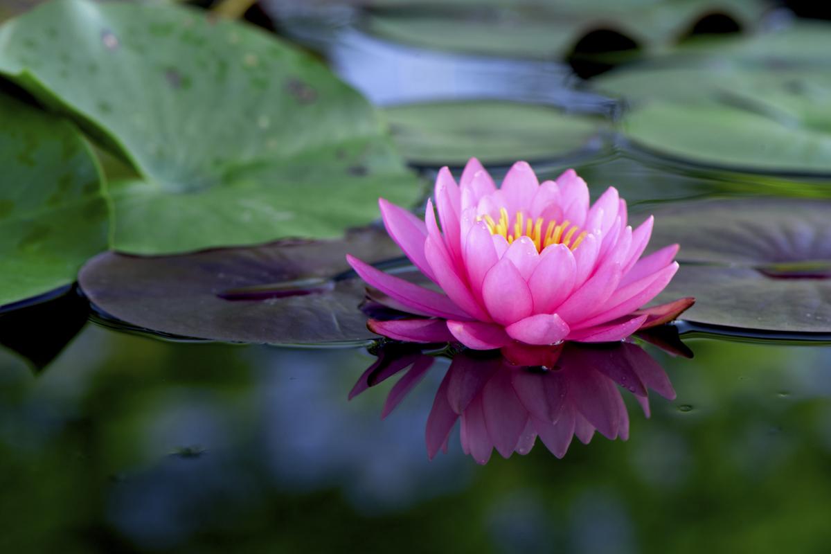 Lotus